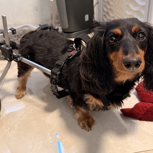 Fundraising Page: Emily Smith